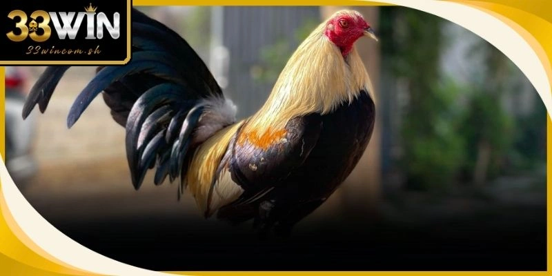 Tập luyện bài bản giúp các giống gà đá ngoại nhập phát huy tối đa tiềm năng